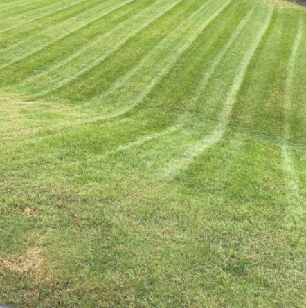 Freshly striped lawn